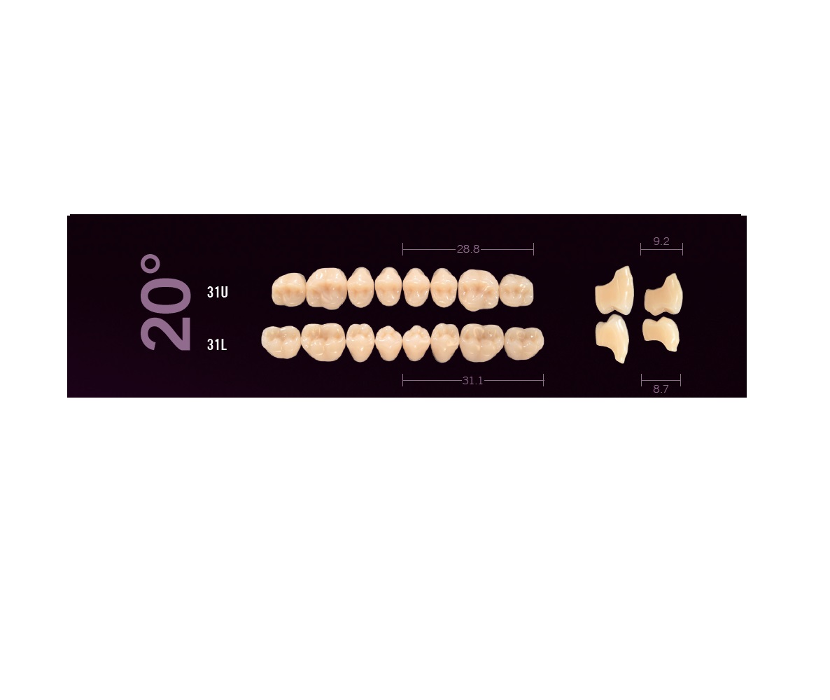 Mondial-8-31U-31L-20-degre-Cuspident