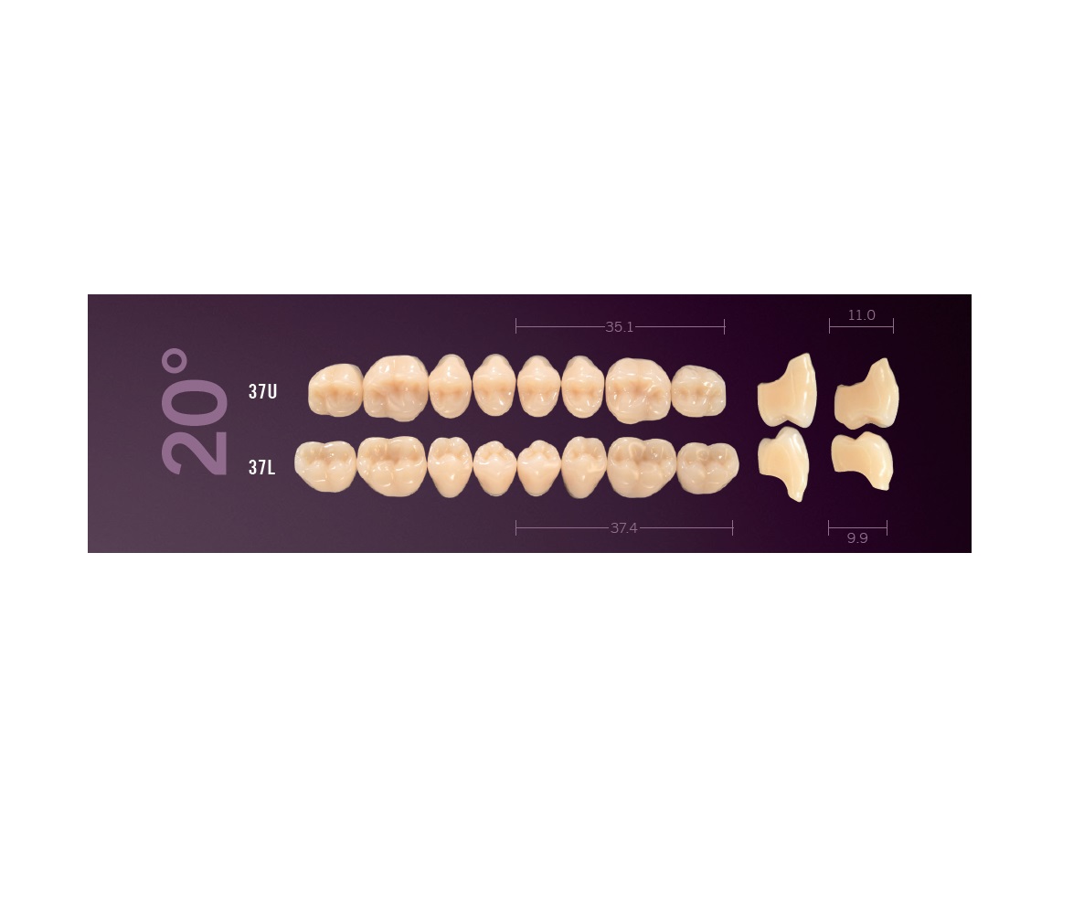 Mondial-8-37U-37L-20-degre-Cuspident